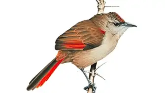 Identifican posible nueva especie de ave en bosque de Ayacucho