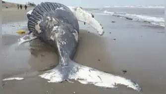 Ballena jorobada de 14 metros muere varada en playa de Arequipa