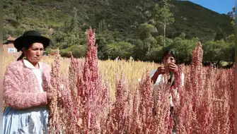 Quinua roja peruana se convierte en proteína biodisponible