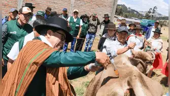 Déficit hídrico en Ayacucho: 1,266 familias protegen ganado