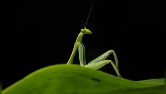 "Sexy Mantis": Fotografía peruana tomada en Cusco destaca entre los finalistas de los Nikon Comedy Wildlife Awards 2026