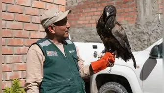 SERFOR libera águila mora tras recuperarla de una lesión en Arequipa