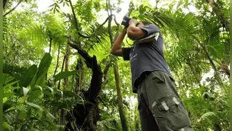 Aves y regeneración forestal: estudio revela su rol en bosques