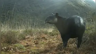 Tapir andino: destinan más de S/ 11 millones para su recuperación