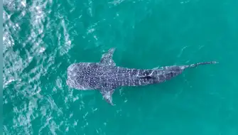 Tiburón ballena de seis metros sorprende frente a Los Órganos