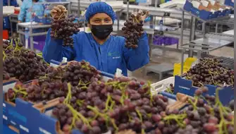 Exportación de uva: Perú lidera producción y envíos mundiales