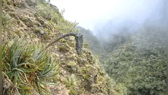 Puya ukumari: descubren en el Manu nueva planta andina