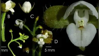 Nueva orquídea es descubierta en Parque Nacional Yanachaga Chemillén