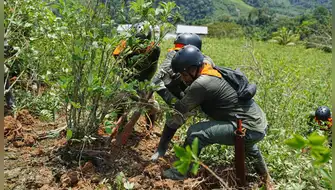 Mininter erradica cultivos ilegales de coca y refuerza lucha antidroga