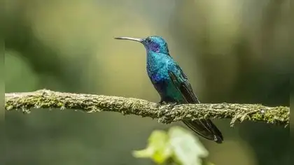 Perú logra segundo lugar mundial en avistamiento de aves Perú logra segundo lugar mundial en avistamiento de aves