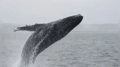 Lanzan convocatorias de voluntariado en el norte peruano para la temporada de avistamiento de ballenas 2026