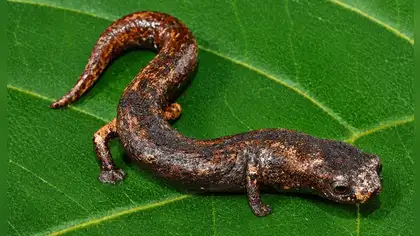Hallan nueva especie de salamandra en la Amazonía peruana Hallan nueva especie de salamandra en la Amazonía peruana