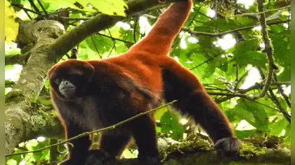 Iniciativa busca salvar al mono choro de cola amarilla