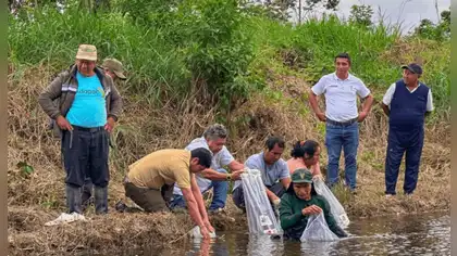 Piscicultores reciben 5,000 alevines de mota punteada Piscicultores reciben 5,000 alevines de mota punteada