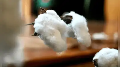 La nueva joya del algodón peruano que potencia la industria textil frente al cambio climático La nueva joya del algodón peruano que potencia la industria textil frente al cambio climático