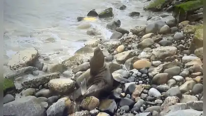 Lobo marino queda atrapado en la Costa Verde por oleajes anómalos