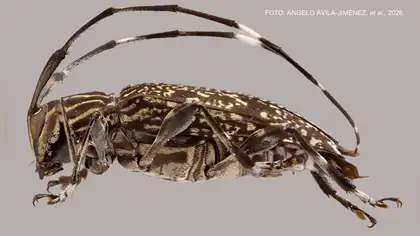Descubren nuevo género y especies de escarabajos en el Manu