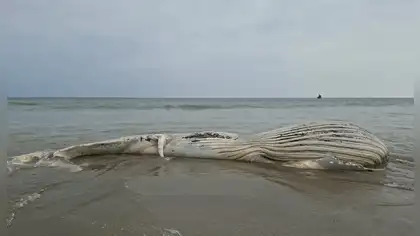 Ballena jorobada aparece varada en playa de Tumbes