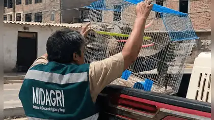 Autoridades rescatan a loros silvestres en Lambayeque Autoridades rescatan a loros silvestres en Lambayeque