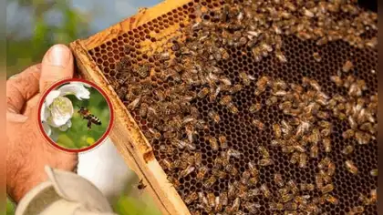 Congreso aprueba por unanimidad ley que declara a la apicultura como actividad estratégica para el agro nacional