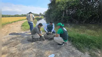 Serfor libera a enorme cocodrilo hallado en playas de Piura Serfor libera a enorme cocodrilo hallado en playas de Piura