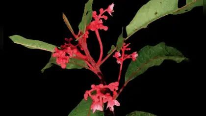 Nueva especie de planta es descubierta en Junín Nueva especie de planta es descubierta en Junín