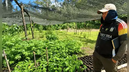 Implementan cultivos en zonas inundables de Loreto y Ucayali
