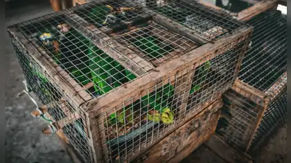 Aves silvestres son rescatadas del tráfico ilegal en Ucayali Aves silvestres son rescatadas del tráfico ilegal en Ucayali