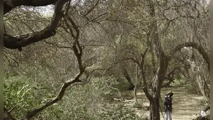 Bosques secos: reforzarán su conservación en el norte del país Bosques secos: reforzarán su conservación en el norte del país