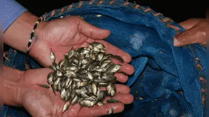 Seguridad alimentaria: Minam entrega 40,000 alevinos en Ucayali