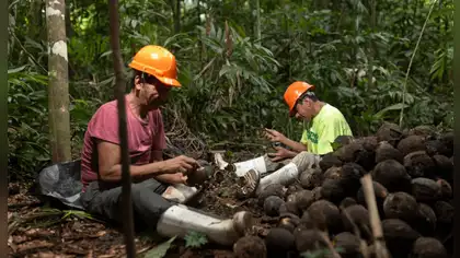 Bosques amazónicos: castañeros protegen más de 1 millón de hectáreas Bosques amazónicos: castañeros protegen más de 1 millón de hectáreas