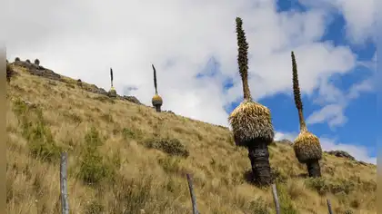 Chavimochic aplica biotecnología para multiplicar la Puya Raimondi en Otuzco