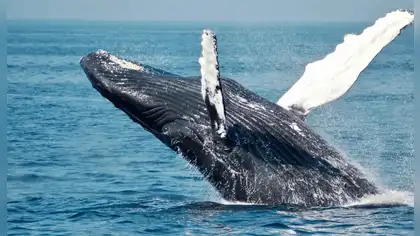 Ballenas de la Antártida impulsan pesca y turismo en Perú Ballenas de la Antártida impulsan pesca y turismo en Perú