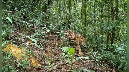 El Estado reconoce a “Llollo” como nueva Área de Conservación Privada a perpetuidad en Pasco El Estado reconoce a “Llollo” como nueva Área de Conservación Privada a perpetuidad en Pasco