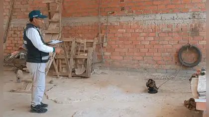 Serfor rescata mono machín y caracara cautivos en Áncash Serfor rescata mono machín y caracara cautivos en Áncash
