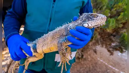 Rescatan iguana verde en Moquegua y alertan tráfico ilegal