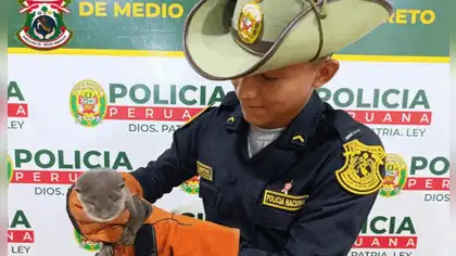 Rescatan nutria de río durante operativo contra tráfico ilegal