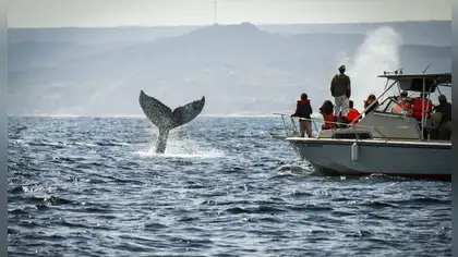 Avistamiento de ballenas jorobadas inicia temporada en Tumbes Avistamiento de ballenas jorobadas inicia temporada en Tumbes