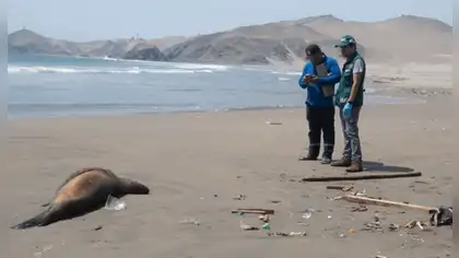 Muerte de lobos marinos: Ica refuerza vigilancia en Paracas
