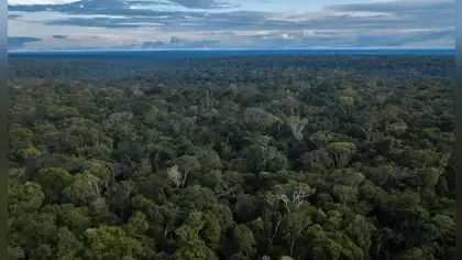 Mercados de carbono: Minam impulsa guía para proyectos