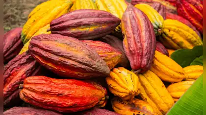 Cacao peruano: descubren cuatro nuevos grupos genéticos Cacao peruano: descubren cuatro nuevos grupos genéticos