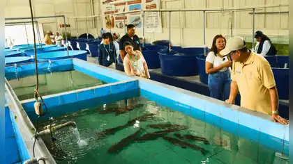 Alevinos de doncella impulsarán la piscicultura en Ucayali Alevinos de doncella impulsarán la piscicultura en Ucayali
