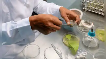 Palo rosa amazónico: tecnología impulsa su recuperación