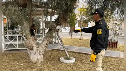 Rescatan mono machín negro víctima del tráfico ilegal en Moquegua Rescatan mono machín negro víctima del tráfico ilegal en Moquegua