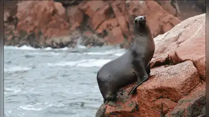 Serfor libera a lobo marino rescatado en las costas de Tacna Serfor libera a lobo marino rescatado en las costas de Tacna