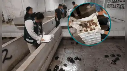 Detienen a 11 integrantes de la presunta red criminal "Los Peludos" dedicada al tráfico de fauna silvestre en Iquitos Detienen a 11 integrantes de la presunta red criminal "Los Peludos" dedicada al tráfico de fauna silvestre en Iquitos