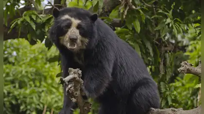 Oso andino: Minam impulsa plan de recuperación en Perú