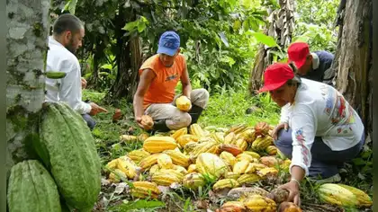 Productores del Vraem impulsan cacao sostenible y dejan la hoja coca