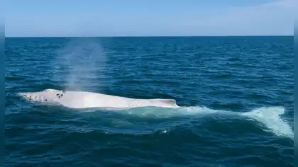 Ballena jorobada blanca Suru reaparece en costas de Piura