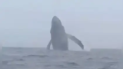 Ballenas frente a Huarmey sorprenden en el litoral ancashino